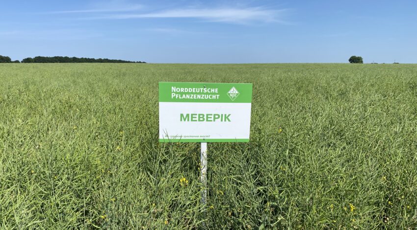 Озимий ріпак МЕВЕРІК 3